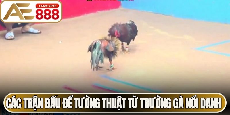 Các trận đấu để tường thuật từ trường gà nổi danh