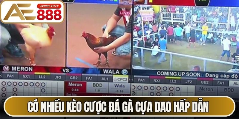 Có nhiều kèo cược đá gà cựa dao hấp dẫn