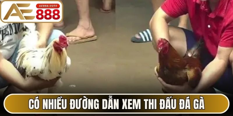 Có nhiều đường dẫn xem thi đấu đá gà