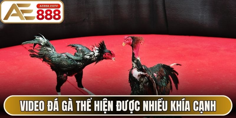 Video đá gà thể hiện được nhiều khía cạnh