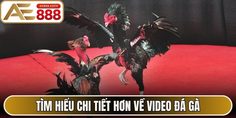 Tìm hiểu chi tiết hơn về video đá gà